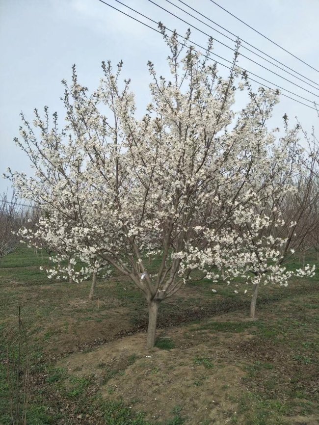 櫻花 (19).jpg