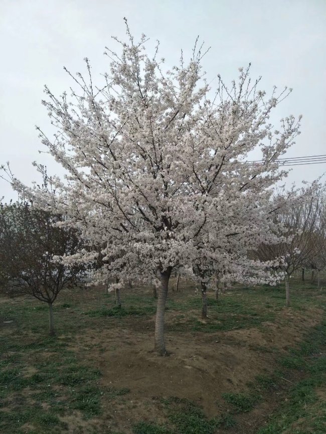 櫻花 (20).jpg
