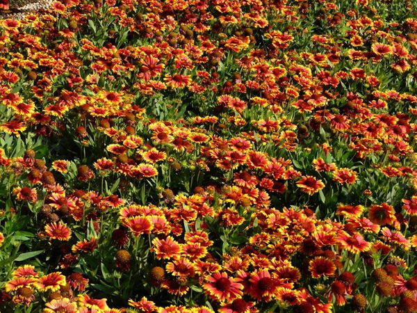 1593955997447072.jpg 天人菊1.jpg