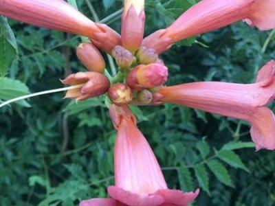 凌霄花