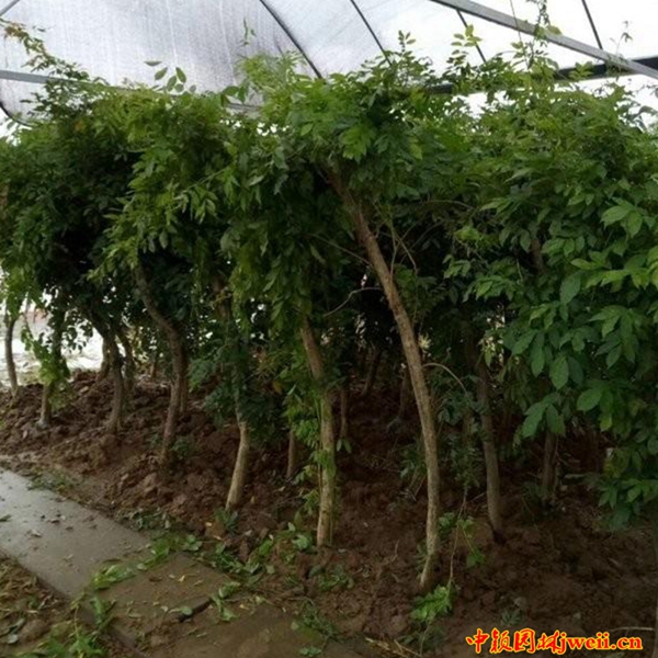 1595043020827101.jpg 凌霄20_副本_副本.jpg