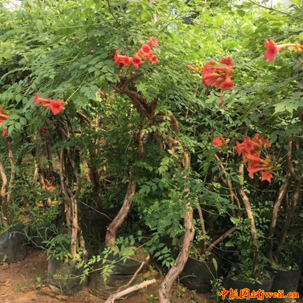 1595043045420231.jpg 凌霄21_副本_副本.jpg