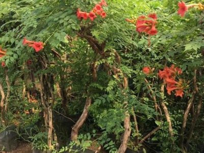 凌霄花的栽培方法？