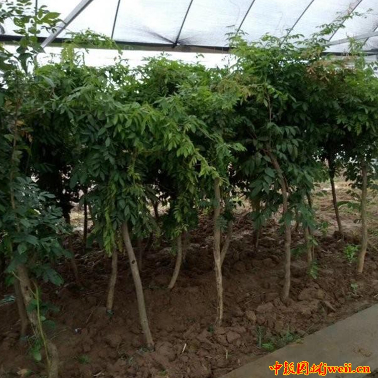 1595231344193058.jpg 凌霄19_副本.jpg