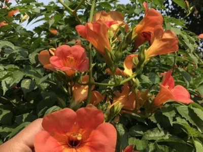 今年凌霄花苗賣多少錢一株？