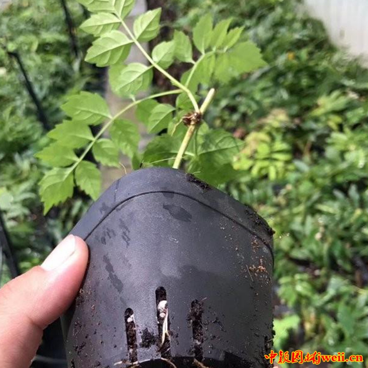 1595235517873835.jpg 凌霄4_副本.jpg