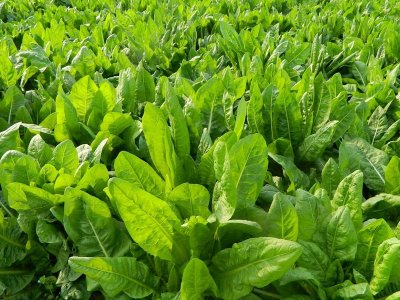 菊苣包衣種子什么時候播種？