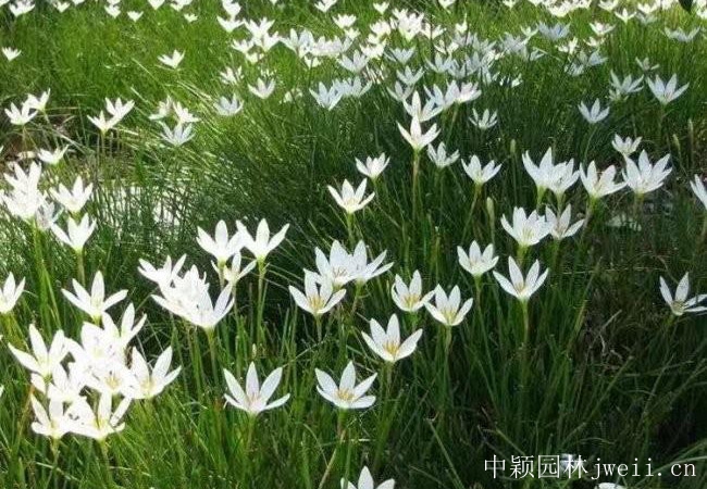 1596422274270296.jpg 蔥蘭.jpg