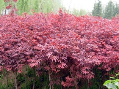 種植紅楓時需要了解哪些注意內容