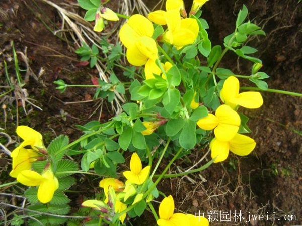 1596705787475151.jpg 百脈根種子4_副本.jpg