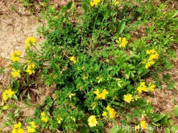 1596705842630141.jpg 百脈根種子15_副本.jpg