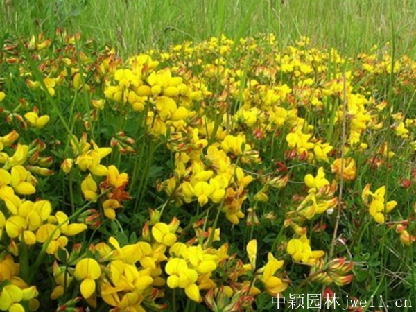 1596705897301809.jpg 百脈根種子12_副本.jpg
