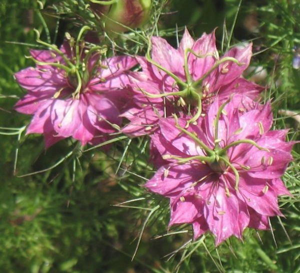 1596768407613601.jpg 2黑種草600.jpg