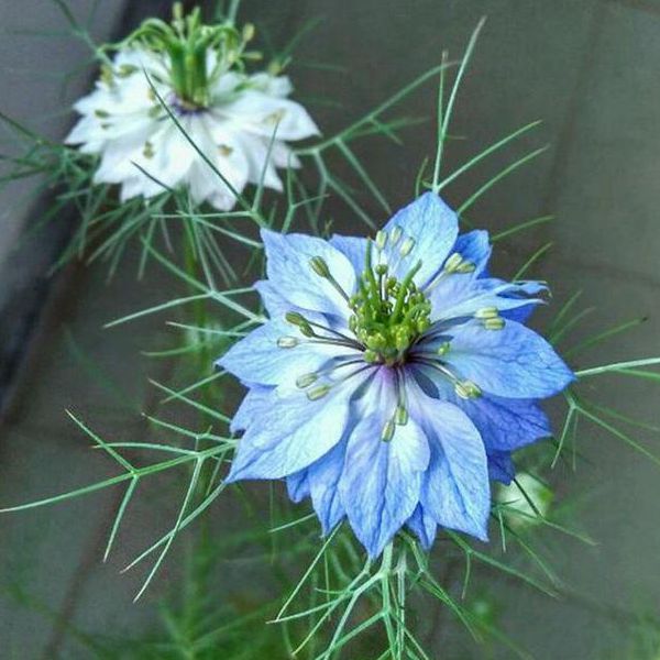 1596768412866744.jpg 3黑種草600.jpg