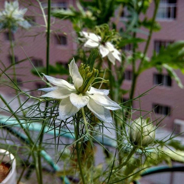 1596768803224980.jpg 黑種草3_副本.jpg
