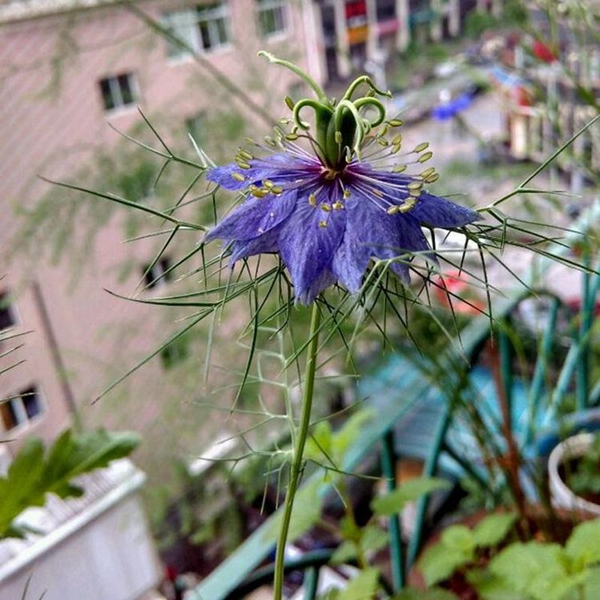 1596768814141916.jpg 黑種草6_副本.jpg