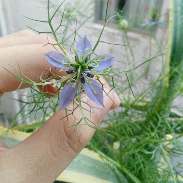 1596768834997339.jpg 黑種草17_副本.jpg