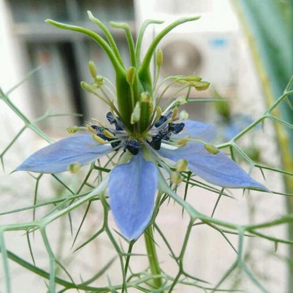 1596768844340747.jpg 黑種草19_副本.jpg