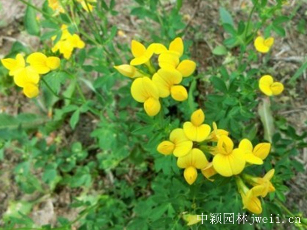 1596779780366818.jpg 百脈根種子17_副本.jpg