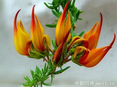 怎樣播種百脈根種子