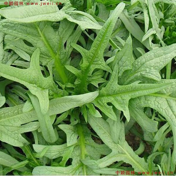 1597153331375491.jpg 苦荬菜3_副本.jpg