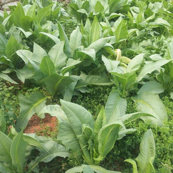 1597153363858465.jpg 苦荬菜7_副本.jpg
