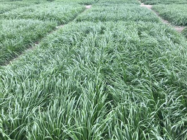 黑麥草1.jpg