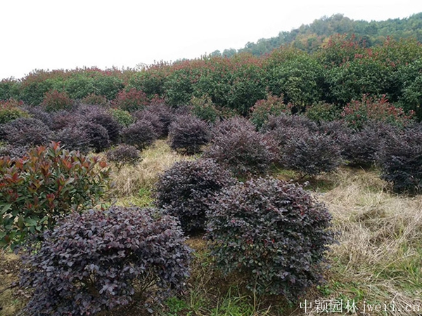 紅花繼木.jpg