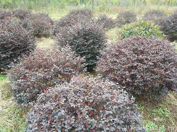 紅花繼木1.jpg