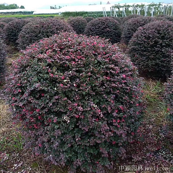 紅花繼木3.jpg