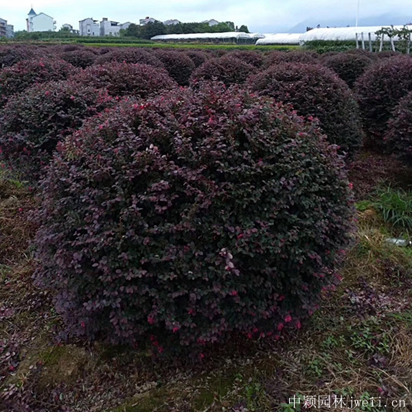 紅花繼木4.jpg