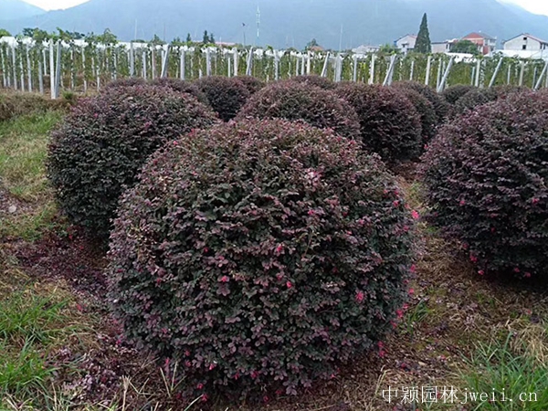 紅花繼木5.jpg