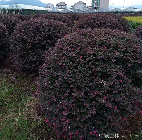 紅花繼木6.jpg