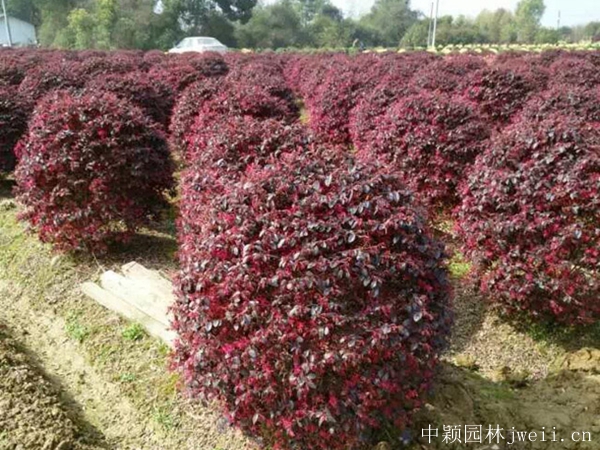 紅花繼木7.jpg