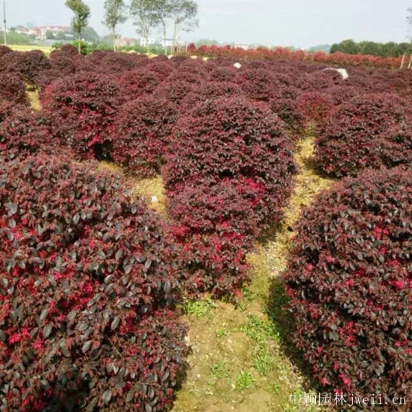 紅花繼木8.jpg