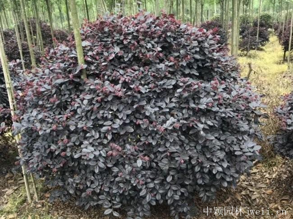 紅花繼木10.jpg