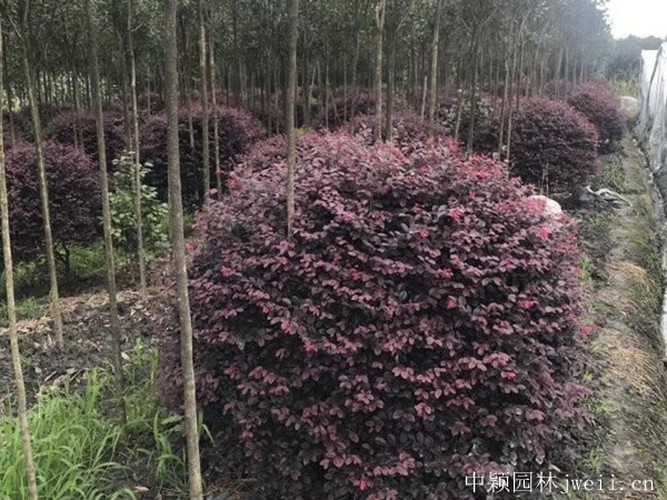紅花繼木11.jpg