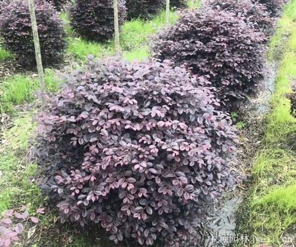 紅花繼木12.jpg