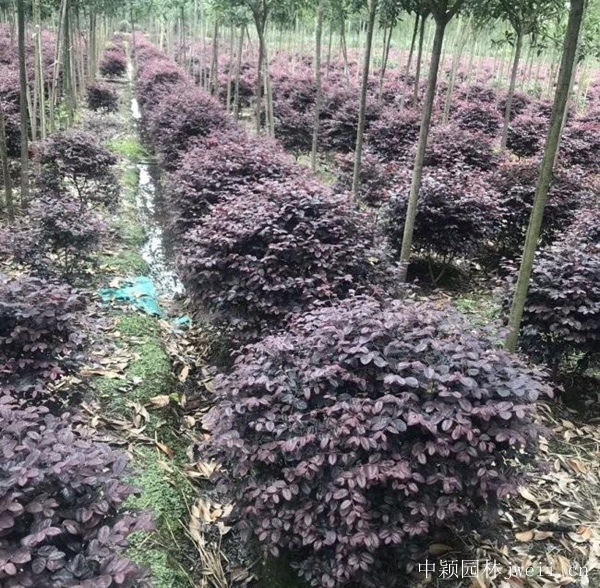 紅花繼木13.jpg