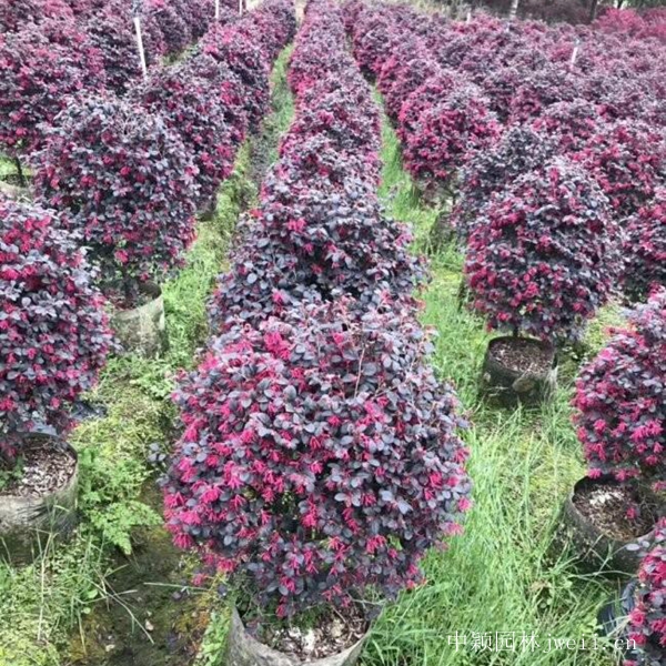紅花繼木14.jpg