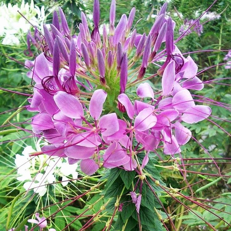 1597887709618211.jpg 醉蝶花.jpg