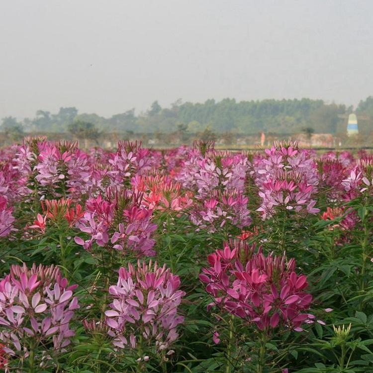 1597887745961210.jpg 醉蝶花7.jpg