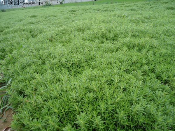 1597927425122937.jpg 佛甲草4_副本_副本.jpg
