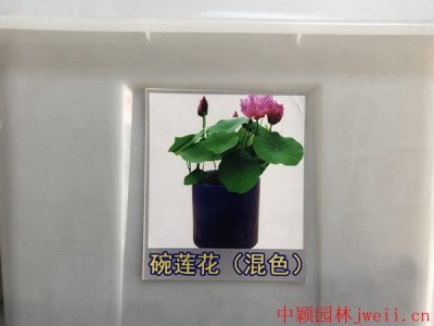 碗蓮花的種植方式