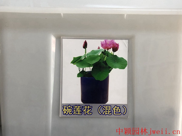 1598062237518666.jpg 碗蓮花_副本.jpg
