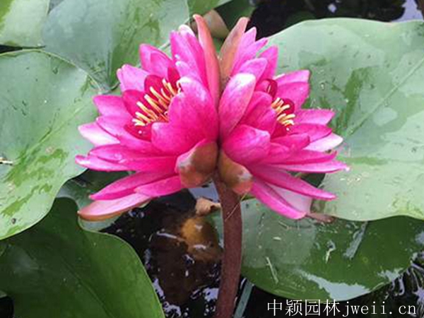 1598062291533955.jpg 碗蓮9_副本.jpg