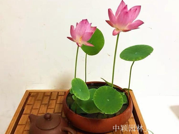 碗蓮15_副本.jpg