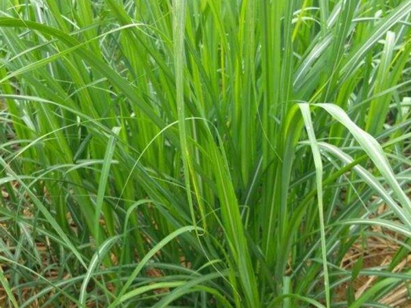 甜象草圖片 甜象草圖片