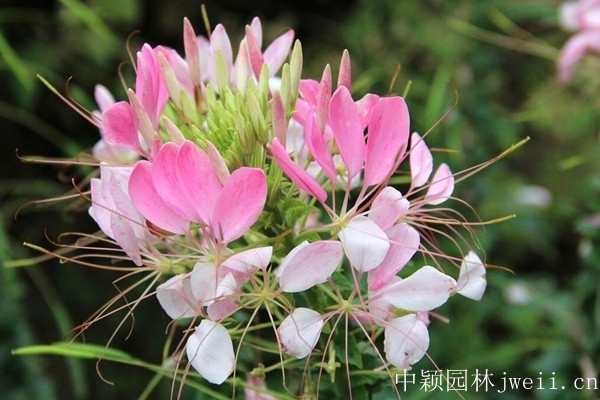 1598450431749950.jpg 醉蝶花4.jpg