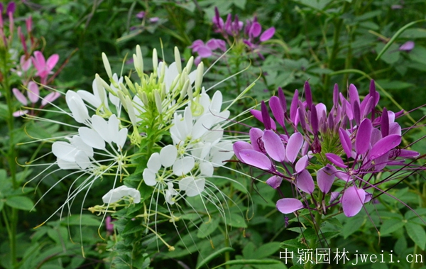 1598450447283190.jpg 醉蝶花10.jpg